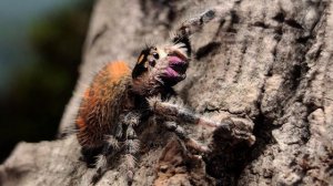 Самка королевского паука-скакунчика (Phidippus regius)