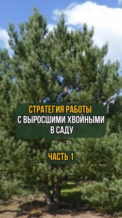 Стратегия работы с выросшими хвойными в саду. Часть 1