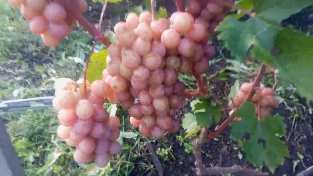 Хакасия, виноград в Сибири🍇 смотреть онлайн