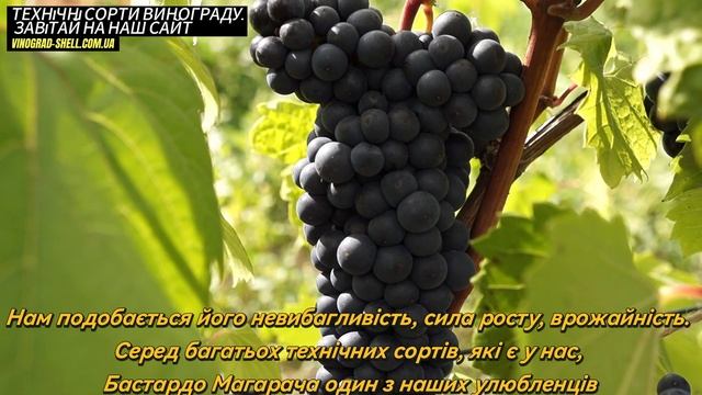 Бастардо Магарача