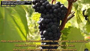 Бастардо Магарача