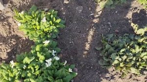 Первые Цветы Весной 2025