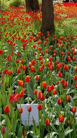 Фестиваль тюьпанов 2025 🌷