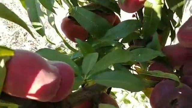 Інжирний персик Світ Рінг. Peach Swit Ring. Найсолодший перси смотреть онлайн