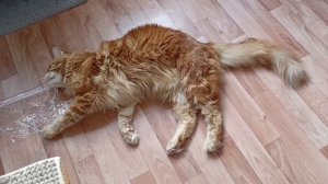 Да, отдыхаю, решил поваляться немного, а то так устал за весь день мяу