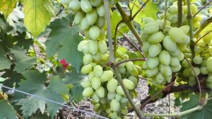 АЛИНКА виноград - урожайный, ранний красивого жёлтого