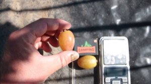 Г.Ф. ВИНОГРАДА  СОПЕРНИК . 2024