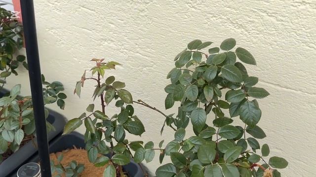 Махровые Лилии мои покупки  для роз  розы на