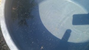 Гладыш-водяная оса.