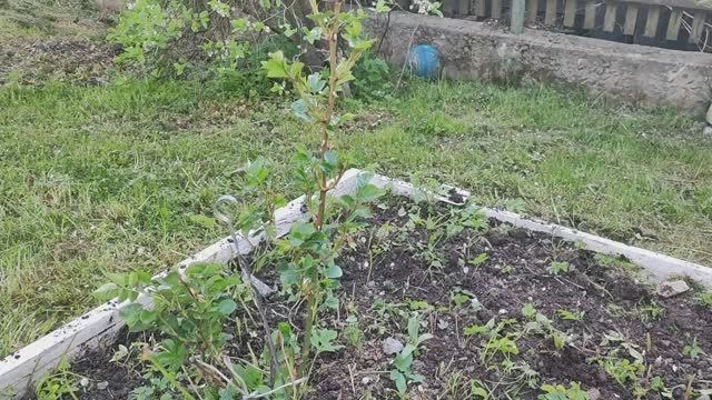 Роза Флорибунда сажаем в открытый грунт.