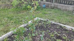 Роза Флорибунда сажаем в открытый грунт.