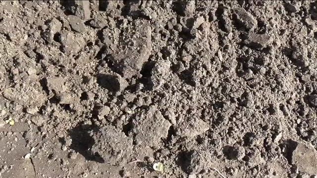 Всходы брюссельской капусты