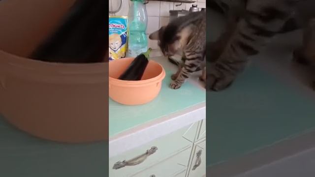 Котик-Шпротик и баклажан приветы из дома