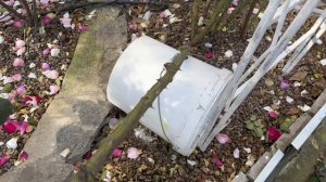 Обрезка и пригибание на зиму плетистой розы Шнеевитхе