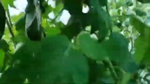 обзор 🍅 томата ,, розовый шар,,