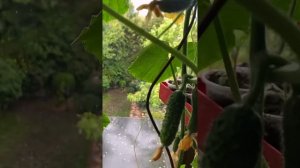 Зачем удалять пасынки у огурцов?