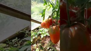 Обзор томатов в  теплице Косово, Кубинский перцевидны?