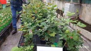 Цветы в теплицах Заполярья