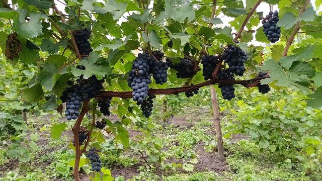 Виноград Голубок на 9 серпня... дворічний кущик смотреть онлайн