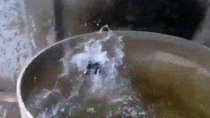 ПРИКОЛ КОТ УПАЛ В БОЧКУ С ВОДОЙ 10 РАЗ!!!