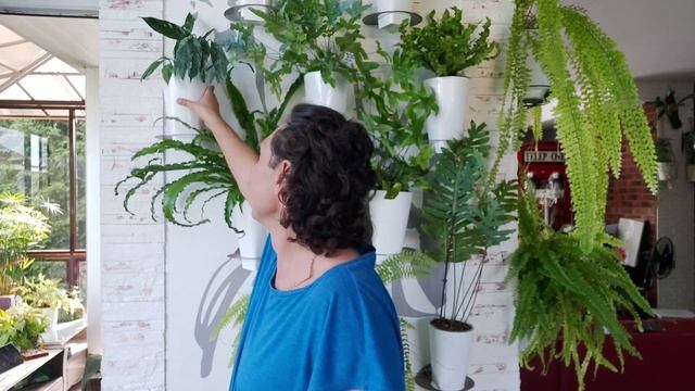 Мои Вариегатные Растения смотреть онлайн