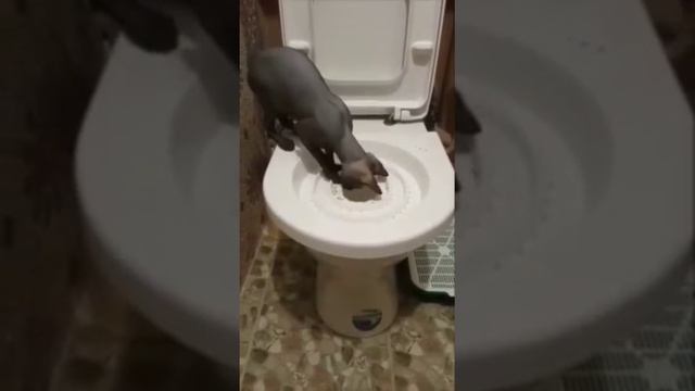 Приколы котов смотреть онлайн