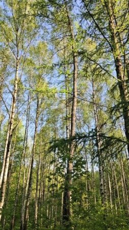 пение птиц