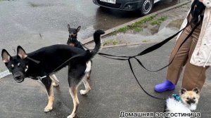 Зоосалон "Каришик" 2024