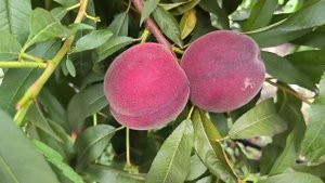 Персик Экстрим Джулай (Extreme July)