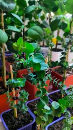 Грунт нужно рыхлить часто, что бы корни дышали #plants #garden #эвкалиптыдома