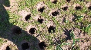 NIKKEY MK1150 / Задняя передача настроена