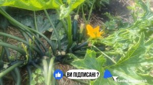 СУПРЕМО F1 ( SUPREMO F1)   Кабачок!