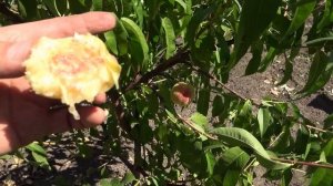 Персик с необычным вкусом: первое плодоношение сорта ?