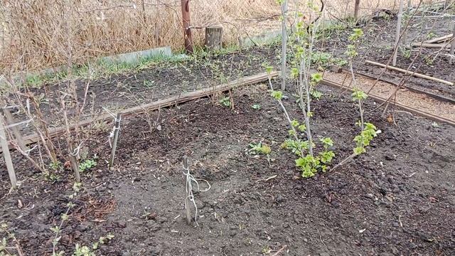 28 апреля 2025 г. Жимолость, отличия посаженной поздней о? смотреть онлайн