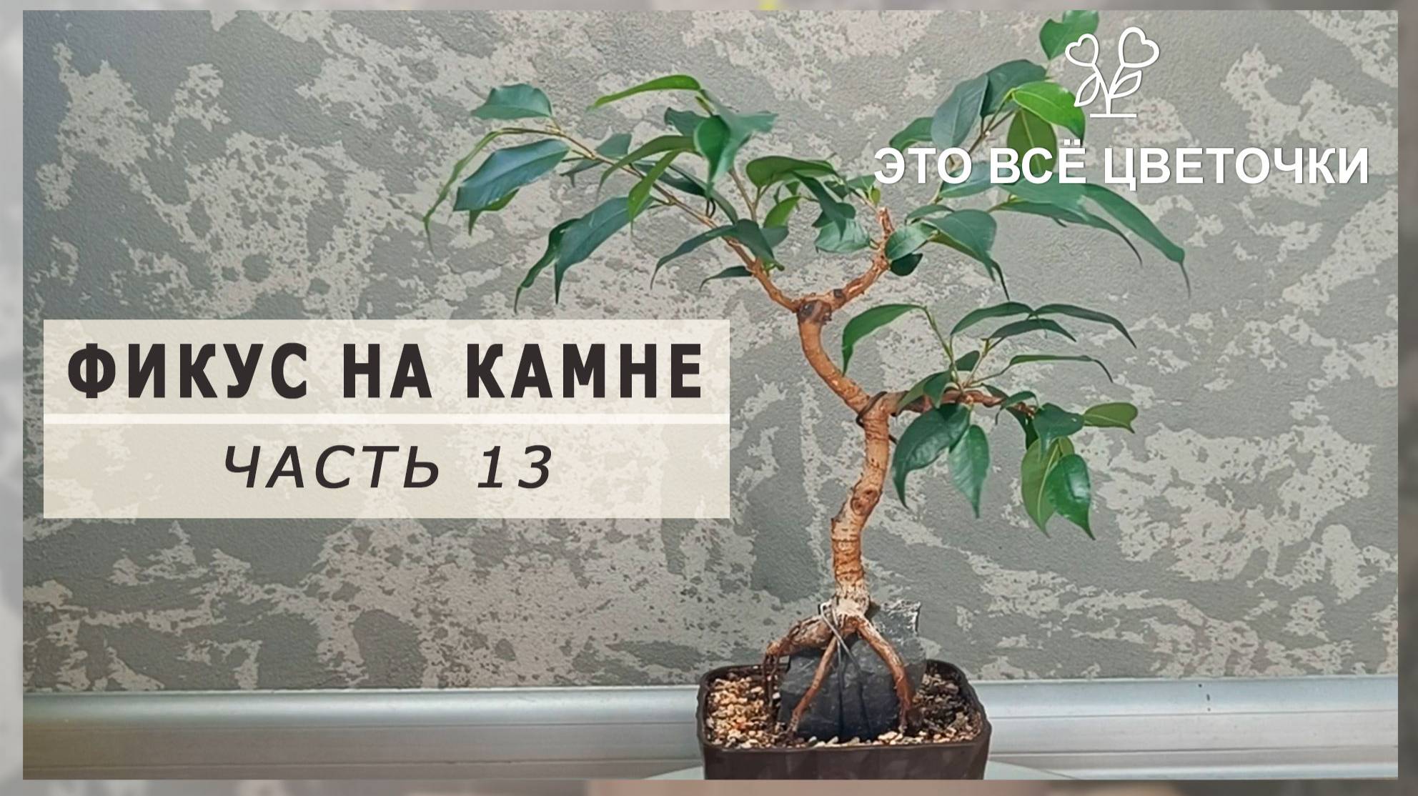Фикус на камне. Часть 13