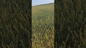 Озимая пшеница сорт Таня день поля Республика Калмыки