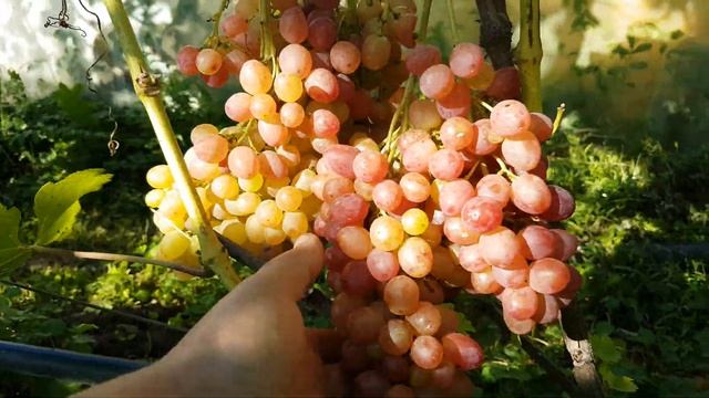 Виноград 2019 Самбір р-н смотреть онлайн