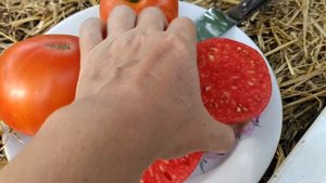 томат ,,легенда Коктебеля,,🍅 обзор, жаро и засухоустой