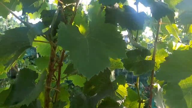 Голубок - устойчивый технический сорт института им. Та смотреть онлайн