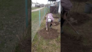 Как ухаживать за сливой, чтобы она плодоносила