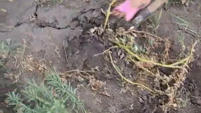 Глобальное потепление (белгородская супер-картошка) смотреть онлайн