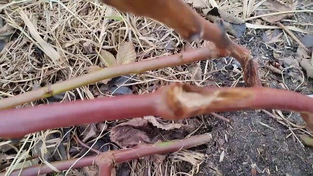 Ежевика "Подарок", результат зимовки. 27.03.25 смотреть онлайн