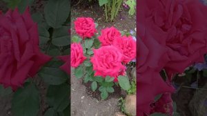 Роза Валентино, краткий обзор