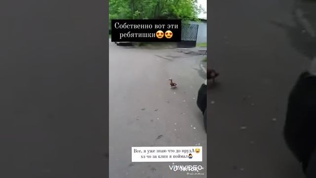 умные утки Russian ducks