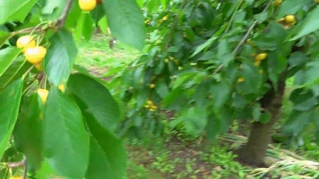 Черешня ДАЧНИЦА: ранняя, крупная. Необходимо иметь в к?