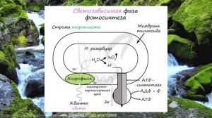 Фотосинтез: Как Растения Превращают Свет в Энергию