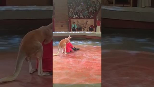 БОРЕЦ КЕНГУРУ смотреть онлайн