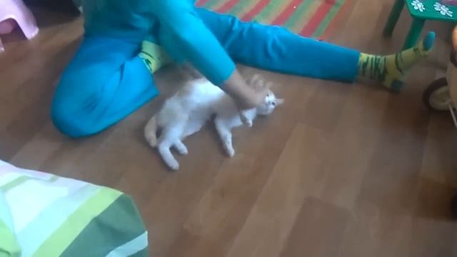 КОТ ВЕРТОЛЕТ ! УЛЕТ ! Прикол / Смешной Кот ! FUNNIEST CATS ! Cat helicopter смотреть онлайн