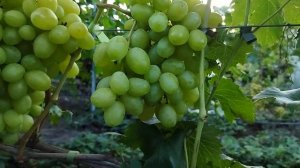 Коротенький огляд винограду Слава України