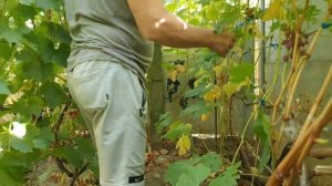 Формировка сильнорослого куста винограда, Лучистый.